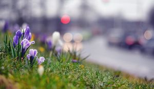 Preview wallpaper grass, flowers, background, moss, crocus