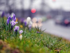 Preview wallpaper grass, flowers, background, moss, crocus