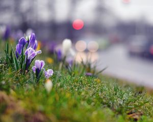 Preview wallpaper grass, flowers, background, moss, crocus