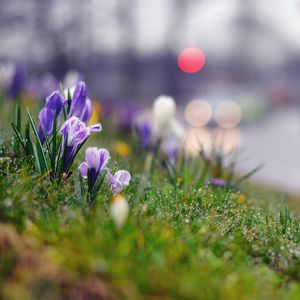 Preview wallpaper grass, flowers, background, moss, crocus