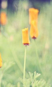 Preview wallpaper grass, flowers, background, light