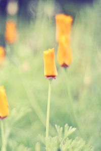 Preview wallpaper grass, flowers, background, light