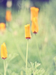 Preview wallpaper grass, flowers, background, light