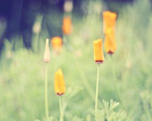 Preview wallpaper grass, flowers, background, light