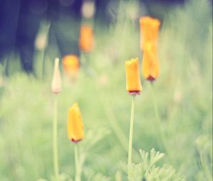 Preview wallpaper grass, flowers, background, light