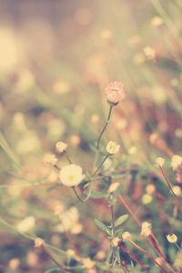 Preview wallpaper grass, flowers, background, light, meadow