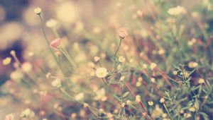 Preview wallpaper grass, flowers, background, light, meadow