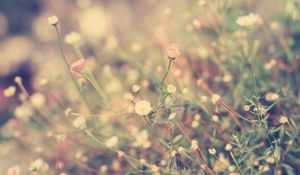 Preview wallpaper grass, flowers, background, light, meadow