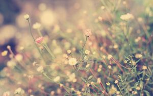 Preview wallpaper grass, flowers, background, light, meadow