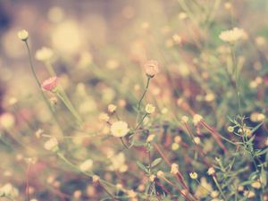 Preview wallpaper grass, flowers, background, light, meadow