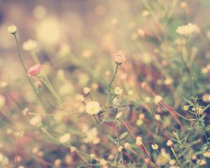 Preview wallpaper grass, flowers, background, light, meadow