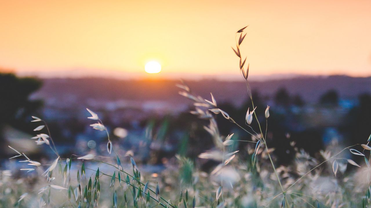 Wallpaper grass, flowers, blur, sunset, field