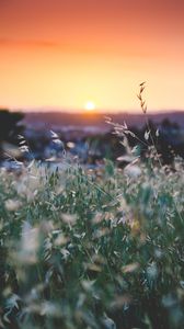 Preview wallpaper grass, flowers, blur, sunset, field