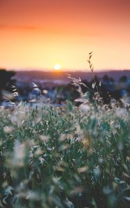 Preview wallpaper grass, flowers, blur, sunset, field