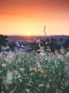 Preview wallpaper grass, flowers, blur, sunset, field