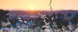 Preview wallpaper grass, flowers, blur, sunset, field