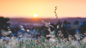 Preview wallpaper grass, flowers, blur, sunset, field