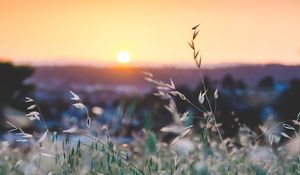 Preview wallpaper grass, flowers, blur, sunset, field