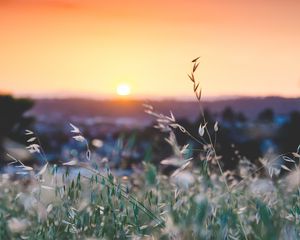 Preview wallpaper grass, flowers, blur, sunset, field