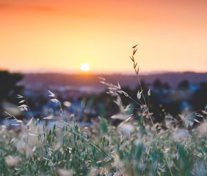 Preview wallpaper grass, flowers, blur, sunset, field