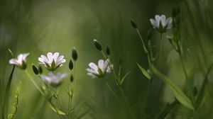 Preview wallpaper grass, flowers, blur