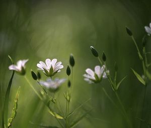 Preview wallpaper grass, flowers, blur