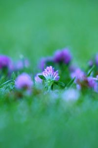 Preview wallpaper grass, flowers, blurred