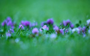 Preview wallpaper grass, flowers, blurred