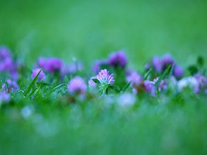 Preview wallpaper grass, flowers, blurred