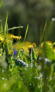 Preview wallpaper grass, flowers, buds, drops, macro, spring