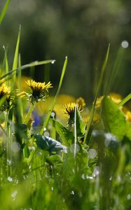 Preview wallpaper grass, flowers, buds, drops, macro, spring