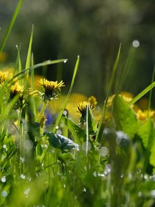 Preview wallpaper grass, flowers, buds, drops, macro, spring