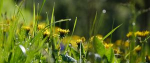 Preview wallpaper grass, flowers, buds, drops, macro, spring