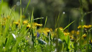 Preview wallpaper grass, flowers, buds, drops, macro, spring