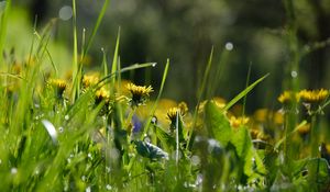 Preview wallpaper grass, flowers, buds, drops, macro, spring