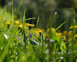 Preview wallpaper grass, flowers, buds, drops, macro, spring
