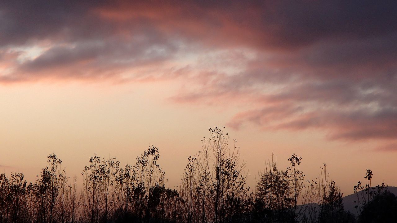 Wallpaper grass, flowers, clouds, sky, dark