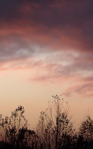 Preview wallpaper grass, flowers, clouds, sky, dark