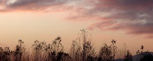 Preview wallpaper grass, flowers, clouds, sky, dark