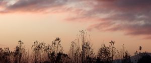 Preview wallpaper grass, flowers, clouds, sky, dark