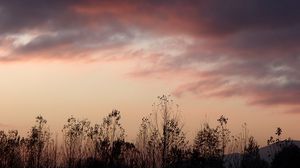 Preview wallpaper grass, flowers, clouds, sky, dark