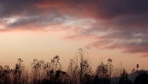 Preview wallpaper grass, flowers, clouds, sky, dark