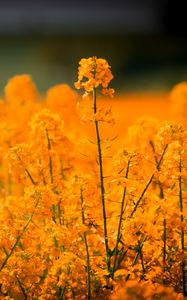 Preview wallpaper grass, flowers, field