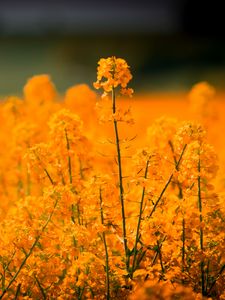 Preview wallpaper grass, flowers, field