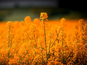 Preview wallpaper grass, flowers, field