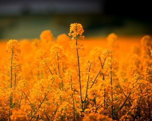 Preview wallpaper grass, flowers, field