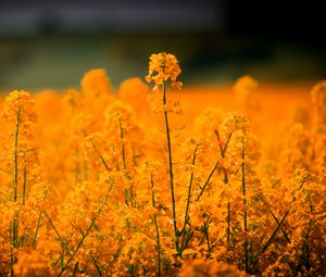 Preview wallpaper grass, flowers, field