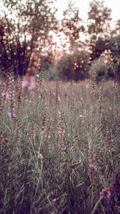 Preview wallpaper grass, flowers, field, glare, bokeh, glade