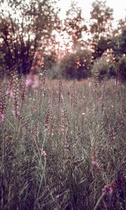 Preview wallpaper grass, flowers, field, glare, bokeh, glade