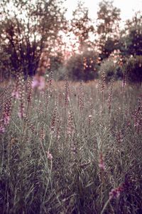 Preview wallpaper grass, flowers, field, glare, bokeh, glade